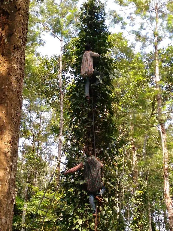 לינה וארוחת בוקר Jungle Jive Tree House מונאר